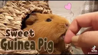 Sweet Guinea Pig ❤︎