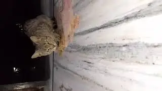 Home pr 🐈 cat aai dekhe 🐈🐈ladu gehlot balunda chenal pr #trendingshorts #viralvideo 