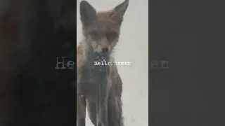&ldquo;Curious Fox Peeks Through My Kitchen Window! 🦊👀&rdquo;