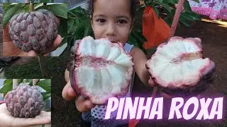 Pinha Roxa vc conhece essa variedade ? Comenta ai em baixo deixe um joinha. #annonas #fruits