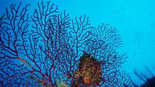 GIGLIO ISLAND :SOLO DIVE IN ECCR DIVESOFT LIBERTY IN FENAIO POINT