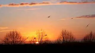 Orange Road - Daveed, The rising sun and bird flight