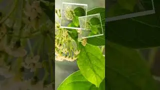 Benefits of Gurmar plant or Gymnema sylvestre for health #shorts