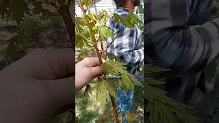 can Mike the farmer clone my silver maple 🍁 beauty (best looking tree on the block)#trees #rule #fyp