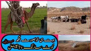 Punjab village life in  nature beauty Pakistan #kotsarang gillage is nem murali #murali مرالی
