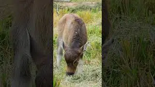 nice baby BUFFALO eat grass VD11 #shorts #sortvideo #buffalo #wildlife #animals #viralvideo