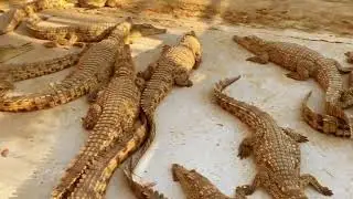 Jozef Behr : Crocodile Farm Victoria Falls Zimbabwe