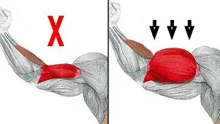 6 Exercise for Biceps Brachii Muscles to Get Bigger Bicep Peak