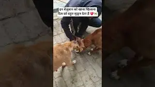 Dilo Ki Baat Nahi Jante Yeh Sab Juba Bale | #dog #rescue #short