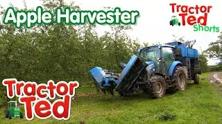 The Apple Harvester 🍎 | Tractor Ted Big Machines | Tractor Ted Official Channel