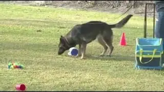 Dog training in NoseWork is such fun!