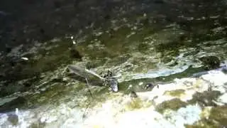 Water strider eats a fly / Водомерка ест муху