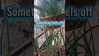 Both Grew. Only One Is Strong. plant growth, overwatering, soil drainage, healthy plants