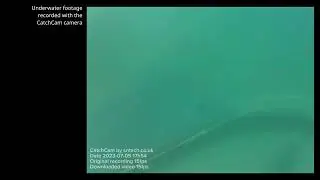 Squid Fishing in the North Sea: Seal around Trawl Net | CatchCam System Deployments