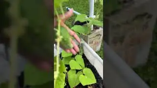 September 11, 2025 Garden update
