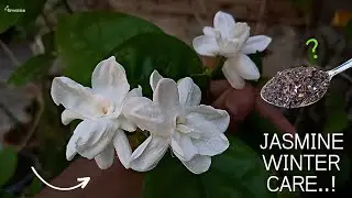 Как ухаживать за жасмином зимой? &mdash; Уход за жасмином зимой