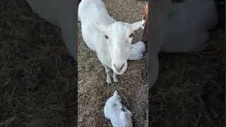 Lambing season 2026!  These are the first 5 we had born on the farm. #farm #agritourism #florida
