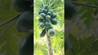Fresh Papaya #papaya #fresh #fruit #harvest #farming #trending #shorts #viral #reels #video
