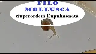 Superordem Eupulmonata