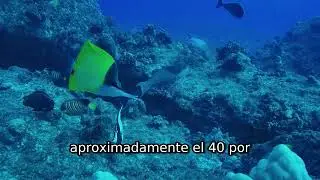 El &Uacute;ltimo Ecosistema que A&uacute;n No Conoces: Los Humedales