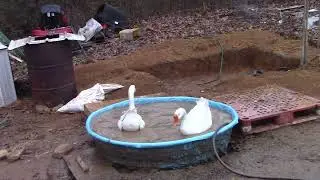 My White Geese