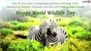 World Wildlife Day 2022: The importance of safeguarding forest to protect life on earth