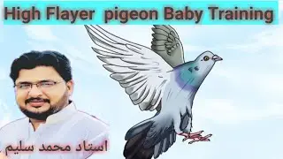 Training Of High Flyers Baby Pigeons