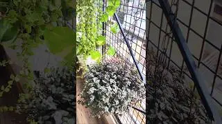 Repotting Turtle Vine for Healthy Growth #gardening #repotting