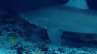 close-up imagery of this smalltooth sand tiger shark