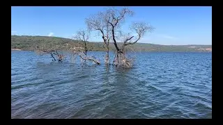 Kaas Lake Tree