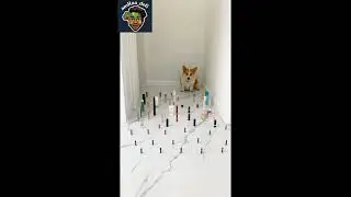 dog challenge