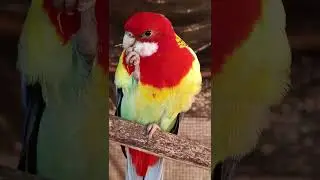 Rosella parrot trending Bird full information video breeding progress beautiful Rosella bird 🐦🐦👍👍🙏🙏🙏