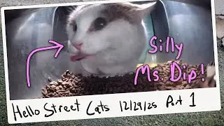 Ms. Dip's Silly Moments at Lucky 7-11 II! 😺💞 Hello Street Cat Archive 12/29/25 Pt 1
