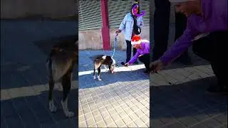 🎁&iexcl;Regalos para Perros 2!🐶 #shorts