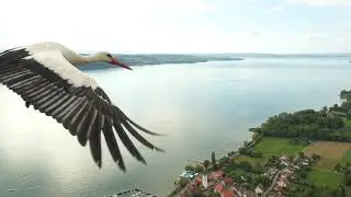 Störche über dem Modellflugplatz am Bodensee - mitgeflogen und gefilmt
