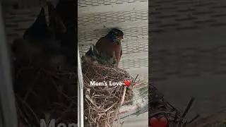 Bird story from the backyard. @Pennsylvania USA #birdstory  #birdwatching  #motherslove