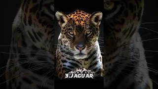 Top 10 Biggest cats in the world #biggest #cats #animals #shorts