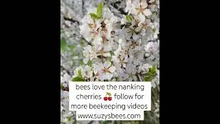 Love to watch pollinators in action!  Can't wait to make nanking cherry and honey jam 🤤