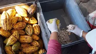 Upcycled Cacao