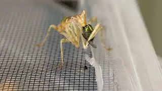 Asian Flower Mantis eats a fly -timelapse-