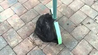 Get the Turtle out of the pool!