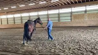 Fix the right lead! Picking up leads, colt starting