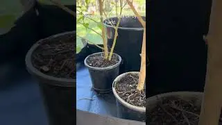 Prune Your Ficus Benjamina Like This for Lush New Growth! ✂️🌱 1