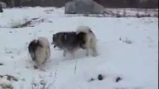 Alaskan malamute Ridaldundaga