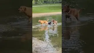 Chase at Bow Wow Beach