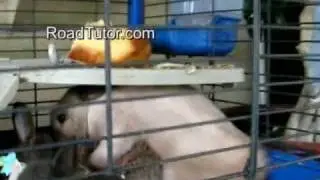 Love is Fast. Любовь скоротечна.