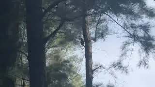 Woodpeckers are part of the family Picidae