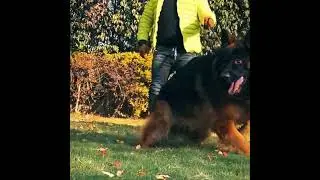 Biggest German shepherd #germanshepherd #dogs
