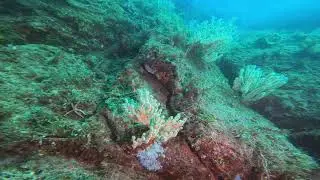 Octopus Attacks, EVICTION NOTICE SERVED! Sea of Cortez, Midriff Islands