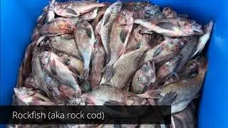 Lusamerica's Local Seafood: Unloading fish at Moss Landing in Monterey Bay, California